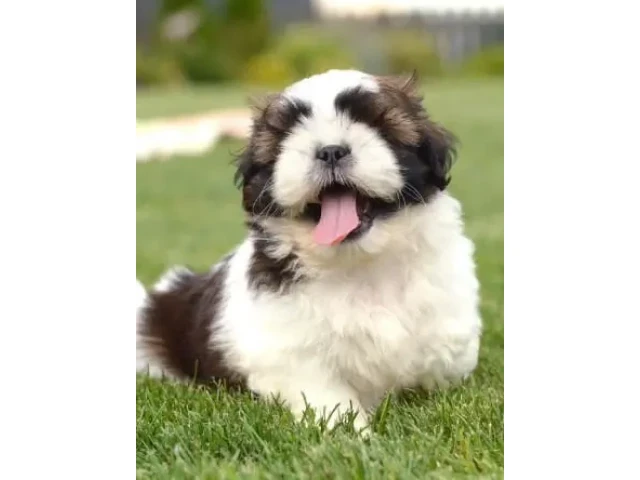 Pelusa Mascota en adopción