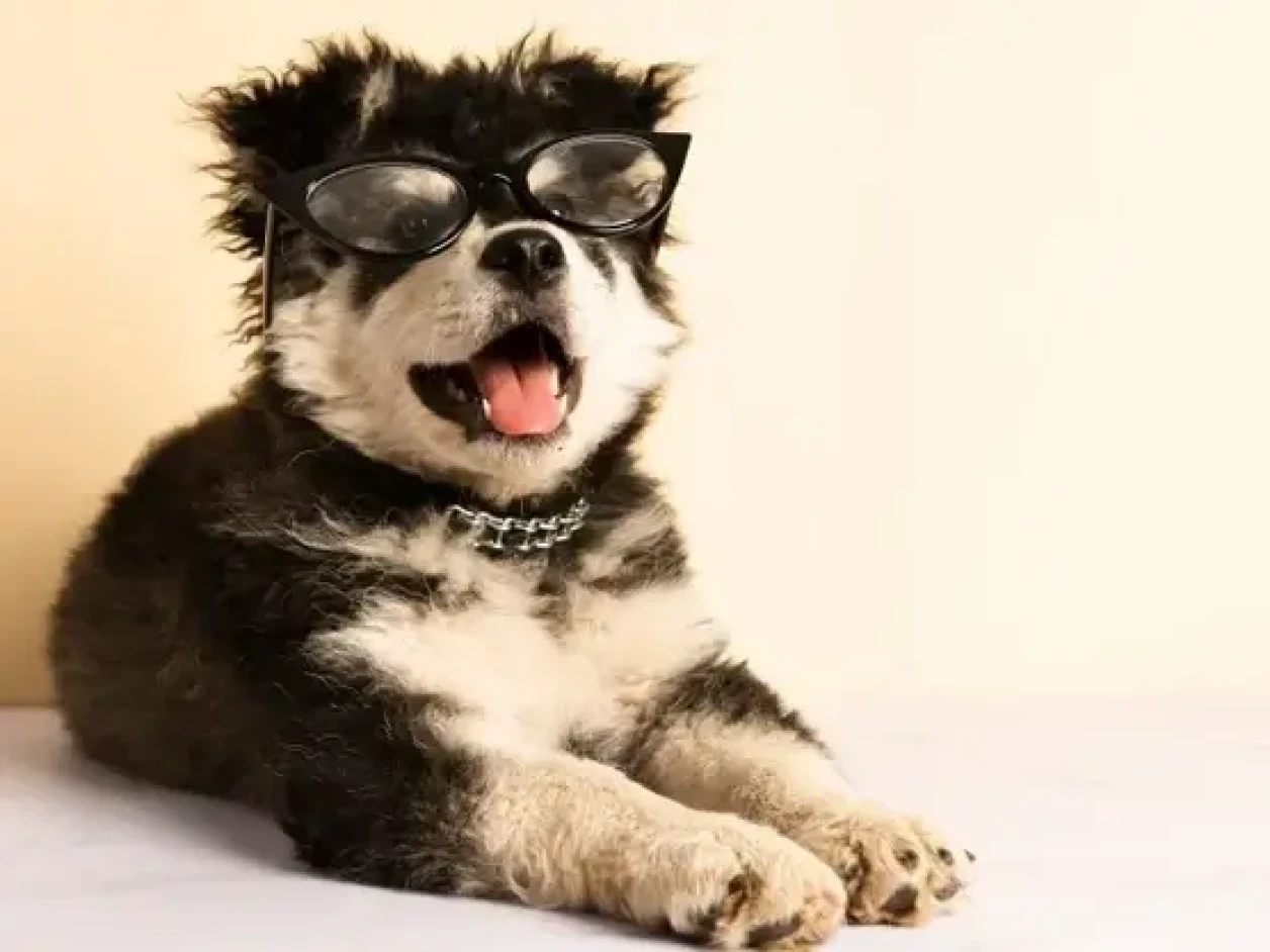 Firulaisiña Mascota perdida